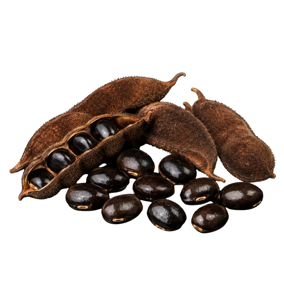 Velvet bean seeds and pods